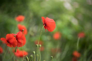 Çayırdaki kırmızı gelinciğin yakın çekimi. 