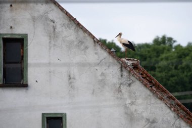 Köydeki bir evin çatısında duran beyaz leylek. Stork fotoğraf için poz veriyor. Polonya, Avrupa kırsallarında.