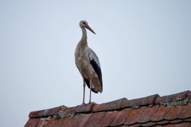 Köydeki bir evin çatısında duran beyaz leylek. Stork fotoğraf için poz veriyor. Polonya, Avrupa kırsallarında.