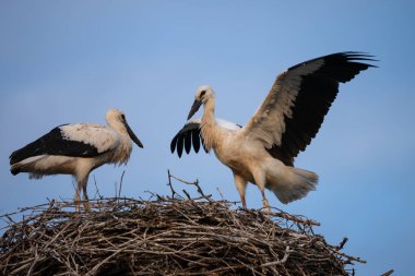 Yavruları olan beyaz bir leylek yuvada oturur. Bir leylek yuvayı korur. Geniş kanatlı bir leylek yuvanın yanından uçar. Ciconia köyde, kırsal Avrupa 'da
