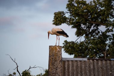 Köydeki bir evin çatısında duran beyaz leylek. Stork fotoğraf için poz veriyor. Polonya, Avrupa kırsallarında.
