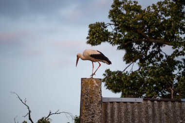 Köydeki bir evin çatısında duran beyaz leylek. Stork fotoğraf için poz veriyor. Polonya, Avrupa kırsallarında.