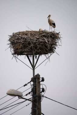 Yavruları olan beyaz bir leylek yuvada oturur. Bir leylek yuvayı korur. Geniş kanatlı bir leylek yuvanın yanından uçar. Ciconia köyde, kırsal Avrupa 'da