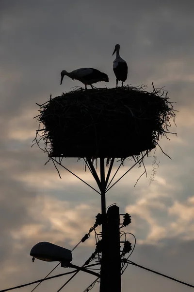 A white stork with chicks sits in the nest. A stork defends the nest. A stork with outstretched wings flies past the nest. Ciconia in village, countryside in Europe