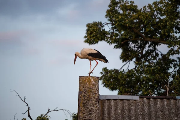 Bílý Čáp Stojí Střeše Domu Vesnici Stork Pózuje Pro Fotky — Stock fotografie