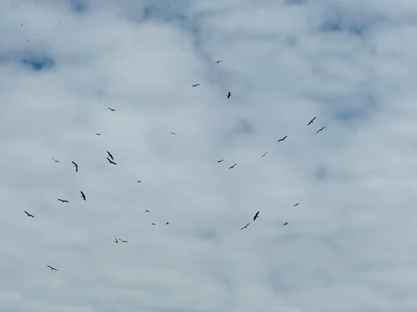 Weißstorchgruppe Fliegt Polen Gegen Den Blauen Himmel — Stockfoto