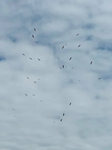 Weißstorchgruppe Fliegt Polen Gegen Den Blauen Himmel — Stockfoto