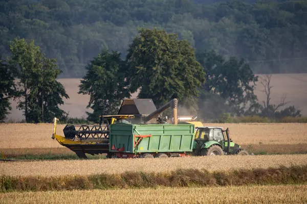 Harvesting field with combine in summer.  Harvest in the field, combine harvester mows grain in Nysa, Poland countryside.