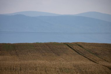 Köy çiftçiliği Polonya 'da tarlalarda şekilleniyor. Polonya 'daki Nysa arazileri