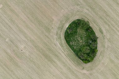 Köy Kır Çiftliği Hava Aracı Fotoğrafı. Polonya 'da ağaçlar şekilleniyor
