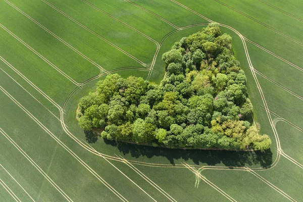 Veduta Aerea Drone Foresta Forma Cuore Circondato Campo Fiorito Byg — Foto Stock
