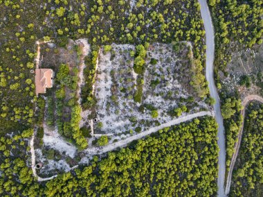 Günbatımı çam ağaçları, zeytin ağaçları ve Yunan adasında deniz manzarası Agalas bakış açısından Akdeniz batımı. Yunanistan 'ın Zakynthos kentindeki yeşil alanlar ve ormanlar. 