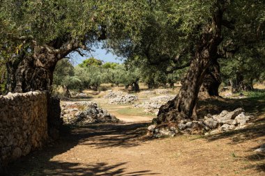 Yunanistan 'daki parkta yaşlı bir zeytin ağacı. Zakynthos adasının kırsal kesiminde zeytin koruluğu. Yunan adasının zeytin bahçesinde zeytin ağaçları. Zeytin ağacı çiftliği. Yunan adasında yaşlı bir zeytin ağacı.