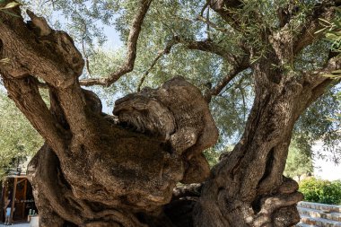 Yunanistan 'daki parkta yaşlı bir zeytin ağacı. Zakynthos adasının kırsal kesiminde zeytin koruluğu. Yunan adasının zeytin bahçesinde zeytin ağaçları. Zeytin ağacı çiftliği. Yunan adasında yaşlı bir zeytin ağacı.