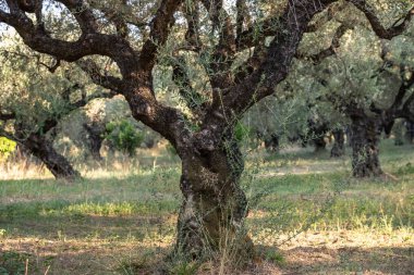 Yunanistan 'daki parkta yaşlı bir zeytin ağacı. Zakynthos adasının kırsal kesiminde zeytin koruluğu. Yunan adasının zeytin bahçesinde zeytin ağaçları. Zeytin ağacı çiftliği. Yunan adasında yaşlı bir zeytin ağacı.