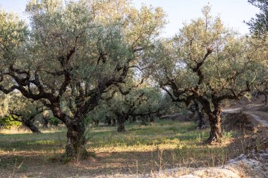Yunanistan 'daki parkta yaşlı bir zeytin ağacı. Zakynthos adasının kırsal kesiminde zeytin koruluğu. Yunan adasının zeytin bahçesinde zeytin ağaçları. Zeytin ağacı çiftliği. Yunan adasında yaşlı bir zeytin ağacı.