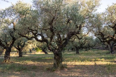 Yunanistan 'daki parkta yaşlı bir zeytin ağacı. Zakynthos adasının kırsal kesiminde zeytin koruluğu. Yunan adasının zeytin bahçesinde zeytin ağaçları. Zeytin ağacı çiftliği. Yunan adasında yaşlı bir zeytin ağacı.