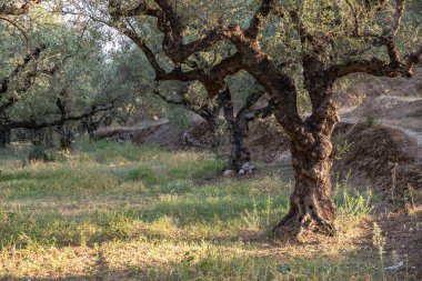 Yunanistan 'daki parkta yaşlı bir zeytin ağacı. Zakynthos adasının kırsal kesiminde zeytin koruluğu. Yunan adasının zeytin bahçesinde zeytin ağaçları. Zeytin ağacı çiftliği. Yunan adasında yaşlı bir zeytin ağacı.