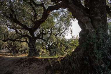 Yunanistan 'daki parkta yaşlı bir zeytin ağacı. Zakynthos adasının kırsal kesiminde zeytin koruluğu. Yunan adasının zeytin bahçesinde zeytin ağaçları. Zeytin ağacı çiftliği. Yunan adasında yaşlı bir zeytin ağacı.