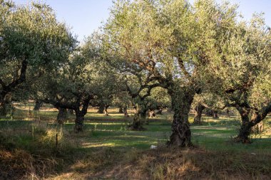 Yunanistan 'daki parkta yaşlı bir zeytin ağacı. Zakynthos adasının kırsal kesiminde zeytin koruluğu. Yunan adasının zeytin bahçesinde zeytin ağaçları. Zeytin ağacı çiftliği. Yunan adasında yaşlı bir zeytin ağacı.