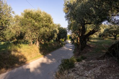 Yunanistan 'daki parkta yaşlı bir zeytin ağacı. Zakynthos adasının kırsal kesiminde zeytin koruluğu. Yunan adasının zeytin bahçesinde zeytin ağaçları. Zeytin ağacı çiftliği. Yunan adasında yaşlı bir zeytin ağacı.