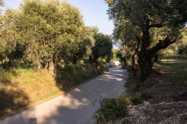 Yunanistan 'daki parkta yaşlı bir zeytin ağacı. Zakynthos adasının kırsal kesiminde zeytin koruluğu. Yunan adasının zeytin bahçesinde zeytin ağaçları. Zeytin ağacı çiftliği. Yunan adasında yaşlı bir zeytin ağacı.