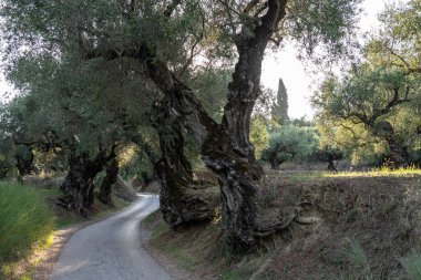 Yunanistan 'daki parkta yaşlı bir zeytin ağacı. Zakynthos adasının kırsal kesiminde zeytin koruluğu. Yunan adasının zeytin bahçesinde zeytin ağaçları. Zeytin ağacı çiftliği. Yunan adasında yaşlı bir zeytin ağacı.