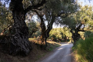 Yunanistan 'daki parkta yaşlı bir zeytin ağacı. Zakynthos adasının kırsal kesiminde zeytin koruluğu. Yunan adasının zeytin bahçesinde zeytin ağaçları. Zeytin ağacı çiftliği. Yunan adasında yaşlı bir zeytin ağacı.