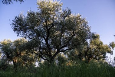 Yunanistan 'daki parkta yaşlı bir zeytin ağacı. Zakynthos adasının kırsal kesiminde zeytin koruluğu. Yunan adasının zeytin bahçesinde zeytin ağaçları. Zeytin ağacı çiftliği. Yunan adasında yaşlı bir zeytin ağacı.