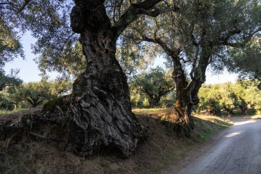 Yunanistan 'daki parkta yaşlı bir zeytin ağacı. Zakynthos adasının kırsal kesiminde zeytin koruluğu. Yunan adasının zeytin bahçesinde zeytin ağaçları. Zeytin ağacı çiftliği. Yunan adasında yaşlı bir zeytin ağacı.