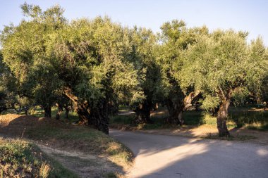 Yunanistan 'daki parkta yaşlı bir zeytin ağacı. Zakynthos adasının kırsal kesiminde zeytin koruluğu. Yunan adasının zeytin bahçesinde zeytin ağaçları. Zeytin ağacı çiftliği. Yunan adasında yaşlı bir zeytin ağacı.