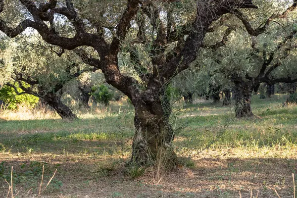 Old olive tree in the park in Greece. Olive grove in the countryside of the island of Zakynthos. Olive trees in the olive grove of the Greek island. Olive tree plantation. Old olive tree on a greek island.