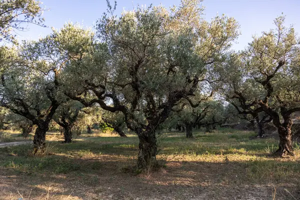 Old olive tree in the park in Greece. Olive grove in the countryside of the island of Zakynthos. Olive trees in the olive grove of the Greek island. Olive tree plantation. Old olive tree on a greek island.