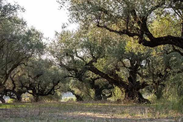 Yunanistan 'daki parkta yaşlı bir zeytin ağacı. Zakynthos adasının kırsal kesiminde zeytin koruluğu. Yunan adasının zeytin bahçesinde zeytin ağaçları. Zeytin ağacı çiftliği. Yunan adasında yaşlı bir zeytin ağacı.
