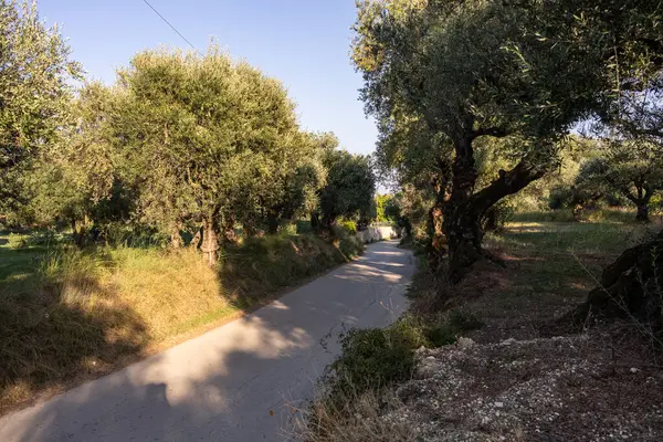 Yunanistan 'daki parkta yaşlı bir zeytin ağacı. Zakynthos adasının kırsal kesiminde zeytin koruluğu. Yunan adasının zeytin bahçesinde zeytin ağaçları. Zeytin ağacı çiftliği. Yunan adasında yaşlı bir zeytin ağacı.