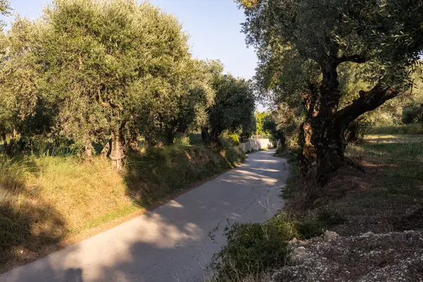 Yunanistan 'daki parkta yaşlı bir zeytin ağacı. Zakynthos adasının kırsal kesiminde zeytin koruluğu. Yunan adasının zeytin bahçesinde zeytin ağaçları. Zeytin ağacı çiftliği. Yunan adasında yaşlı bir zeytin ağacı.