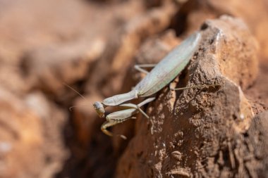 Peygamber devesi taş kayanın üzerinde oturuyor. Peygamber devesi (Mantid dini) yerde. Peygamber devesi Yunan adasında.