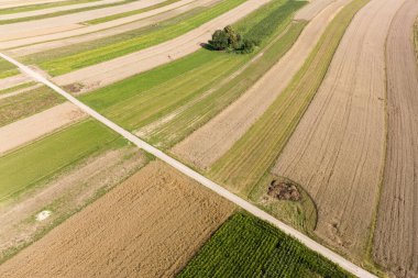 Polonya 'da evleri ve tarlaları olan güzel bir köy. İnsansız hava aracı görüş alanının ortasındaki köy. Küçük Polonya 'nın Krakow ilçesindeki Suloszowa köyü. Tarlalarda büyüyen tahılların hava aracı görüntüsü.