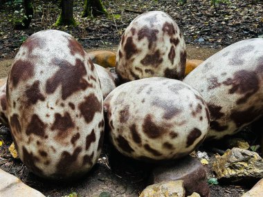 Dinosaur eggs. Realistic figure of an eggs dinosaur inforest park in Kazimierz Sosnowiec. Prehistoric predator create a fascinating element of the landscape, attracting dinosaur lovers. clipart