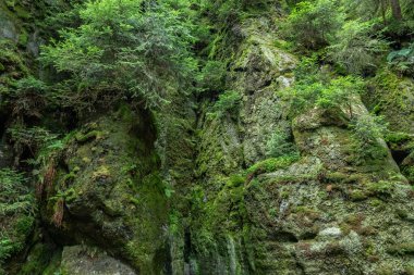 Adrspach Teplice Ulusal Parkı yıkılıyor. Merkez Sudetlerdeki Adrspach Teplice Kayalıkları Tepe Dağları Masa Dağları 'nın bir kısmını oluşturur. Çek Cumhuriyeti, Adrspach 'taki güzel kireçtaşı kumtaşları kayalar. 
