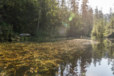 Adrspach Teplice Ulusal Parkı yıkılıyor. Merkez Sudetlerdeki Adrspach Teplice Kayalıkları Tepe Dağları Masa Dağları 'nın bir kısmını oluşturur. Çek Cumhuriyeti, Adrspach 'taki güzel kireçtaşı kumtaşları kayalar. 