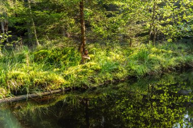 Adrspach Teplice Ulusal Parkı yıkılıyor. Merkez Sudetlerdeki Adrspach Teplice Kayalıkları Tepe Dağları Masa Dağları 'nın bir kısmını oluşturur. Çek Cumhuriyeti, Adrspach 'taki güzel kireçtaşı kumtaşları kayalar. 