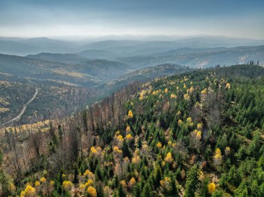 Sonbaharda Beskid dağlarının hava aracı görüntüsü. Dağlardaki renkli sonbahar ağaçları ve ormanlar. Glinne, Radziechowska, Barania in the Polish Beskids. Silezya Beskid 'inde güzel güneşli bir sonbahar.