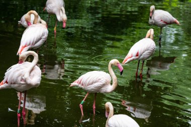 Uzun boynu ve yansıtıcı suyun yanında duran pembe gagalı zarif bir flamingo. Hayvanat bahçesindeki flamingo portresi. Sığ sularda yürüyen bir grup flamingo.. 