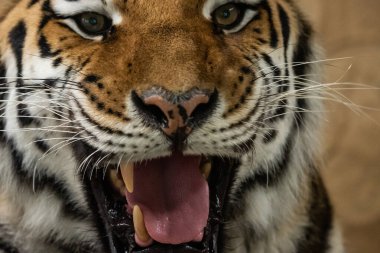 Bengal Kaplanı Ağız Açık Gösteriş Dişleri ile Dinleniyor. Bengal kaplanı kükreyerek ağzını açtı..