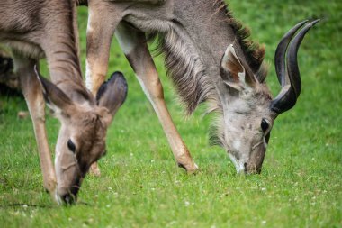 Genç antiloplar çayırlarda huzur içinde otluyor. İnce bacaklarını ve doğal zarafetini yemyeşil bir ortamda sergiliyor..