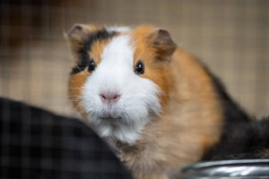 Hayvanat bahçesindeki bir kobay portresi. Hayvanat bahçesinde bir kobay ve kameraya bakıyor. Geçmişi bulanık bir kobay portresi..