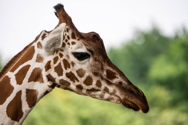 Close up of a giraffe in a natural habitat, showcasing its distinctive long neck, brown patches, and serene expression.. Portrait of a  giraffe standing near a fence in a zoo. clipart