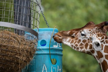 Close up of a giraffe in a natural habitat, showcasing its distinctive long neck, brown patches, and serene expression.. Portrait of a  giraffe standing near a fence in a zoo. clipart