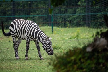 Zebralar hayvanat bahçesindeki yeşil çimlerde otluyorlar, ikonik siyah-beyaz çizgileri yemyeşil, doğal çevreyle çok güzel zıt düşüyor. Hayvanat bahçesindeki bir zebranın portresi.